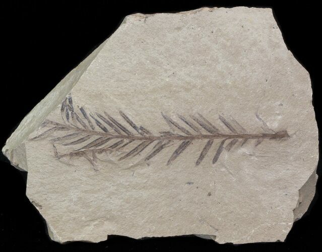 Metasequoia (Dawn Redwood) Fossil - Montana #41445